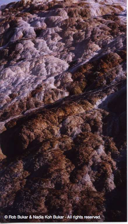 Mammoth Hot Spring