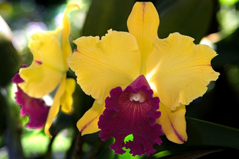 Yellow Orchid, Botanical Gardens