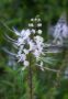 White Flower, Botanical Gardens, Hilo
