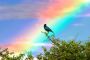Bird and Rainbow