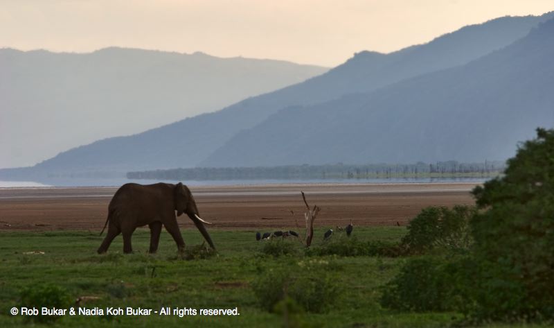 Elephant Walking