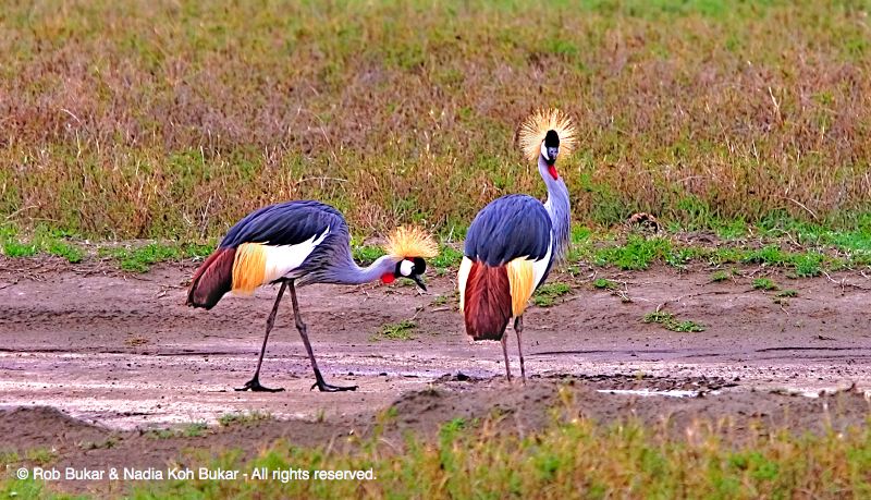 Crested Cranes