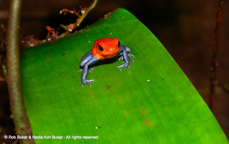 Poisonous Frog, Costa Rica