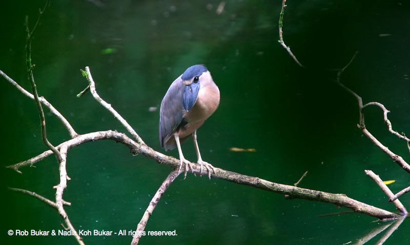 Heron, Costa Rica