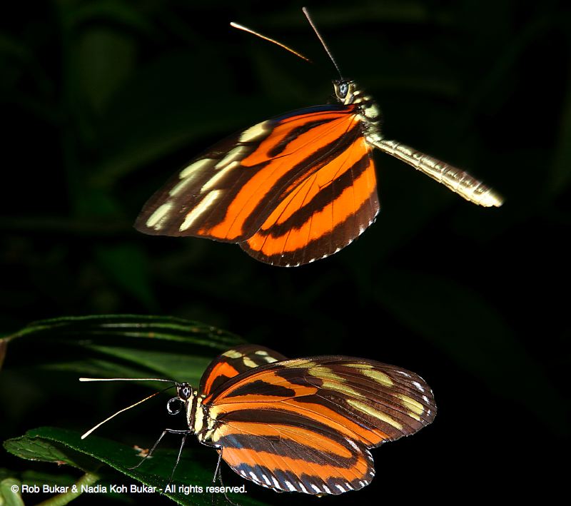 Frozen Butterflies about to Mate, Costa Rica