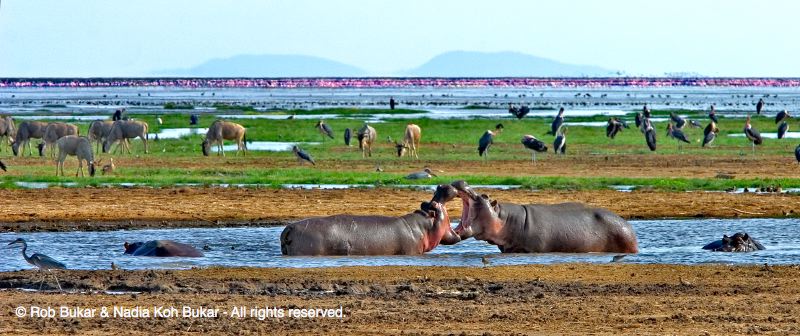 Hippos, Storks, WildeBeest, Heron, and, Background of Pink Flamingos