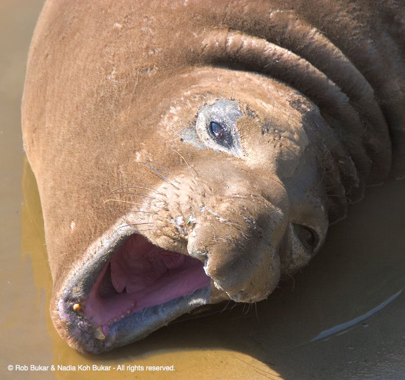 Elephant Seals, Año Nuevo, CA