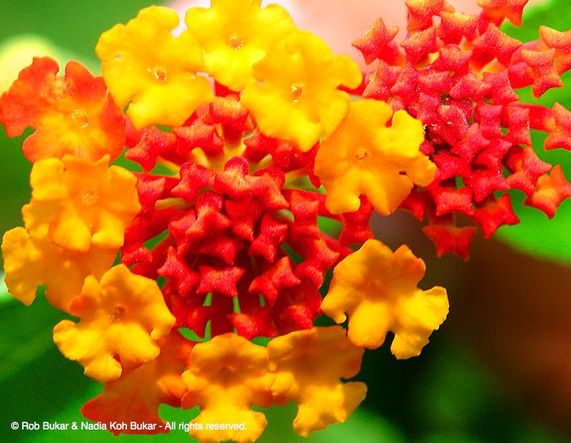 Local Flower, Costa Rica