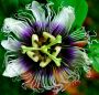 Passion Fruit Flower, Costa Rica