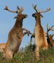 Elk Sparing, Point Reyes