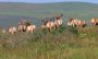 Elk Butts, Point Reyes