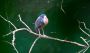 Heron, Costa Rica