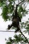 Howler Monkey, Costa Rica