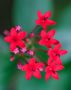 Red Flowers, Costa Rica